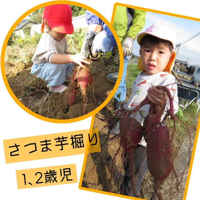 さつま芋掘り〜1.2歳児〜

地域の方の畑で、さつま芋掘りをさせて頂きました！
「おいも〜」と土から少し見えているさつま芋を発見し、土を掘ったり、芋づるを引っ張ったり…出てきたさつま芋をしっかりと持ちあげ先生や地域の方にみせてくれていましたよ！
さつま芋は、持ち帰り、お家の方と食べたり、園では食育で使おうと思っています！
経験後は、さつまいもの出てくる絵本などを見つけたら、芋掘りを思い出して指を差して教えてくれていますよ！

#さつまいも#さつまいもほり#さつまいもほり体験#食育#畑#収穫#収穫体験#自然#五感#乳児#乳児保育#1歳児#2歳児#保育園#小規模保育園#倉敷市#地域#地域資源